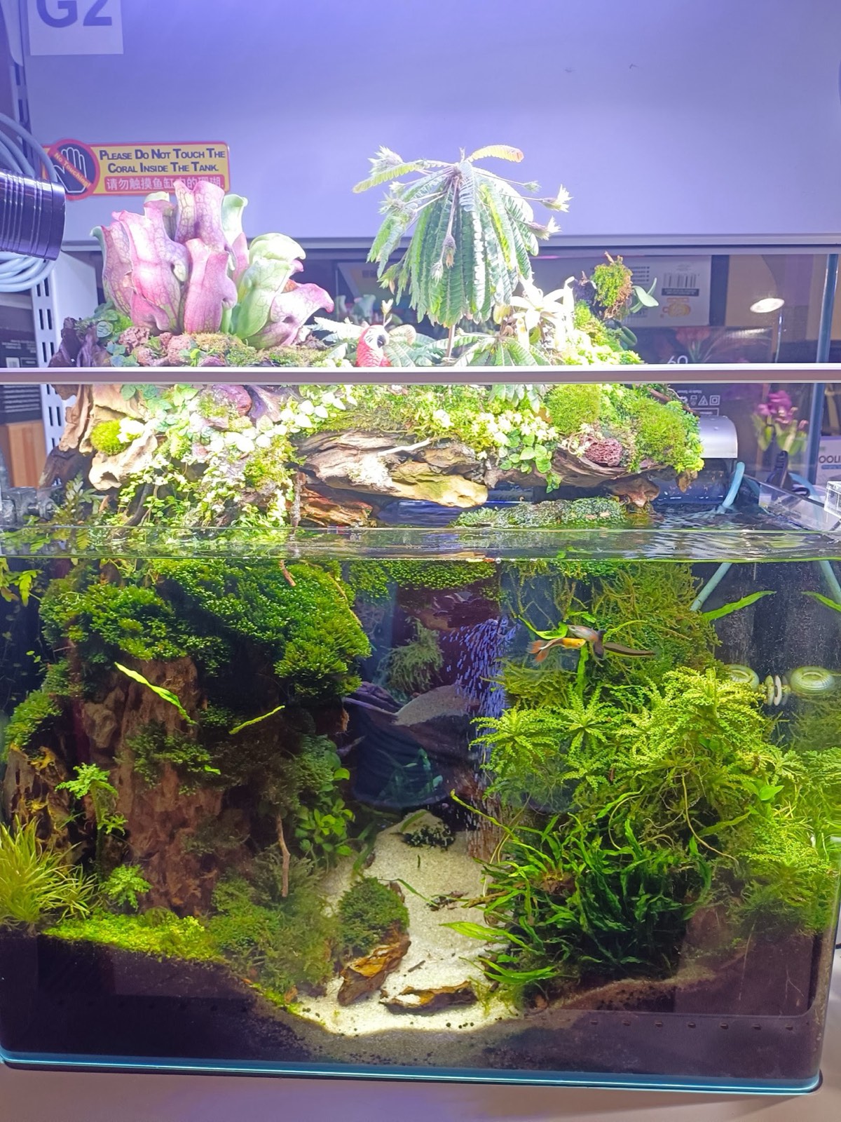 A lush planted aquascape with mosses, driftwood and tropical plants