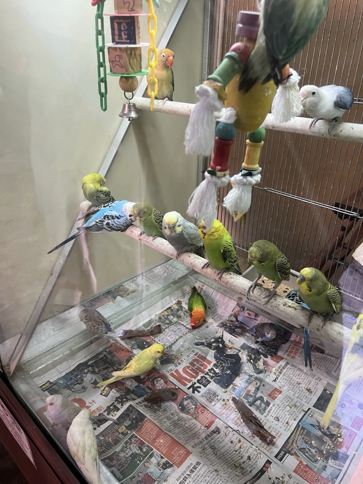 Colourful budgerigars and parakeets perched in a walk-up aviary