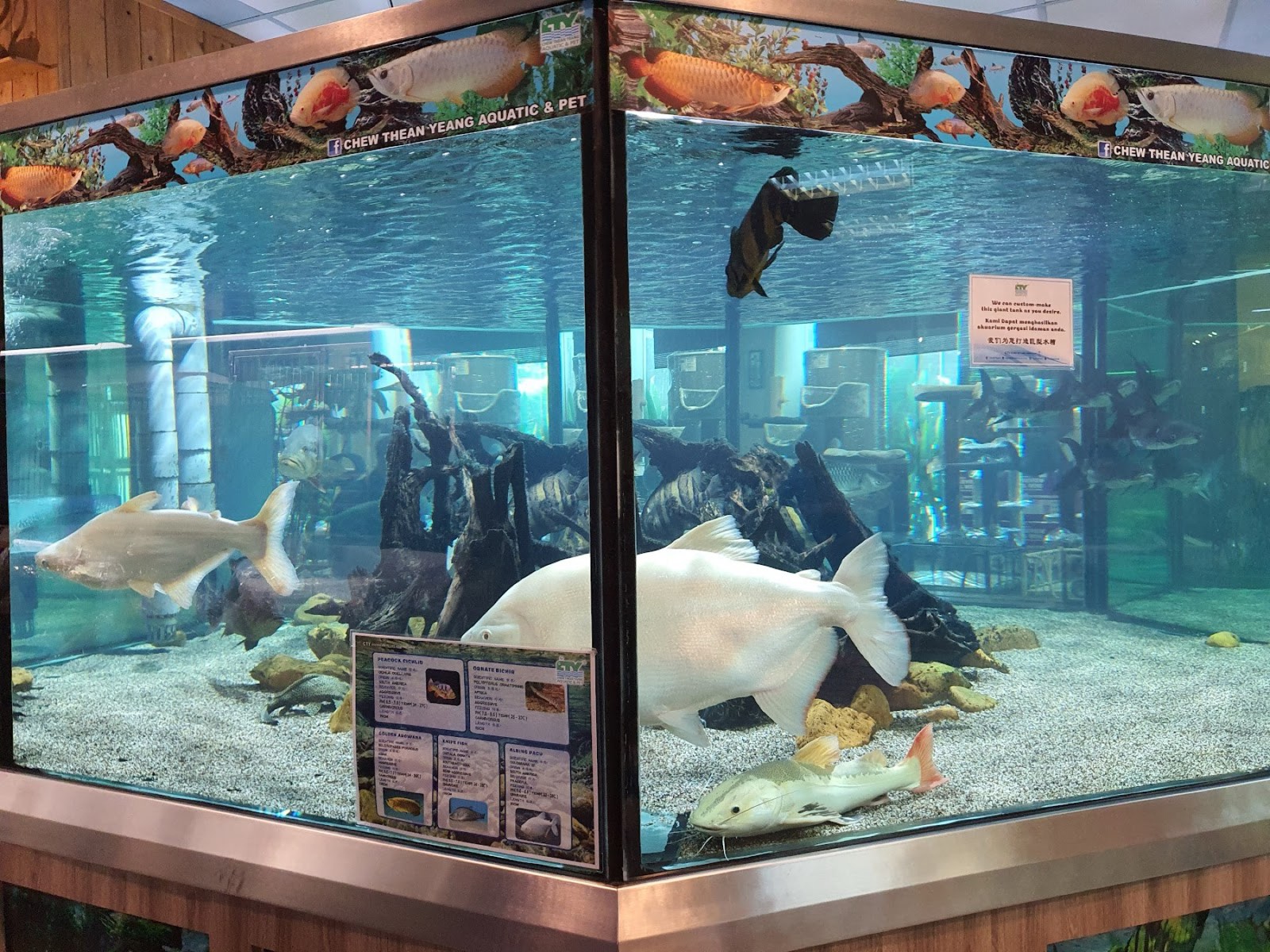 A large branded display aquarium holding giant freshwater fish