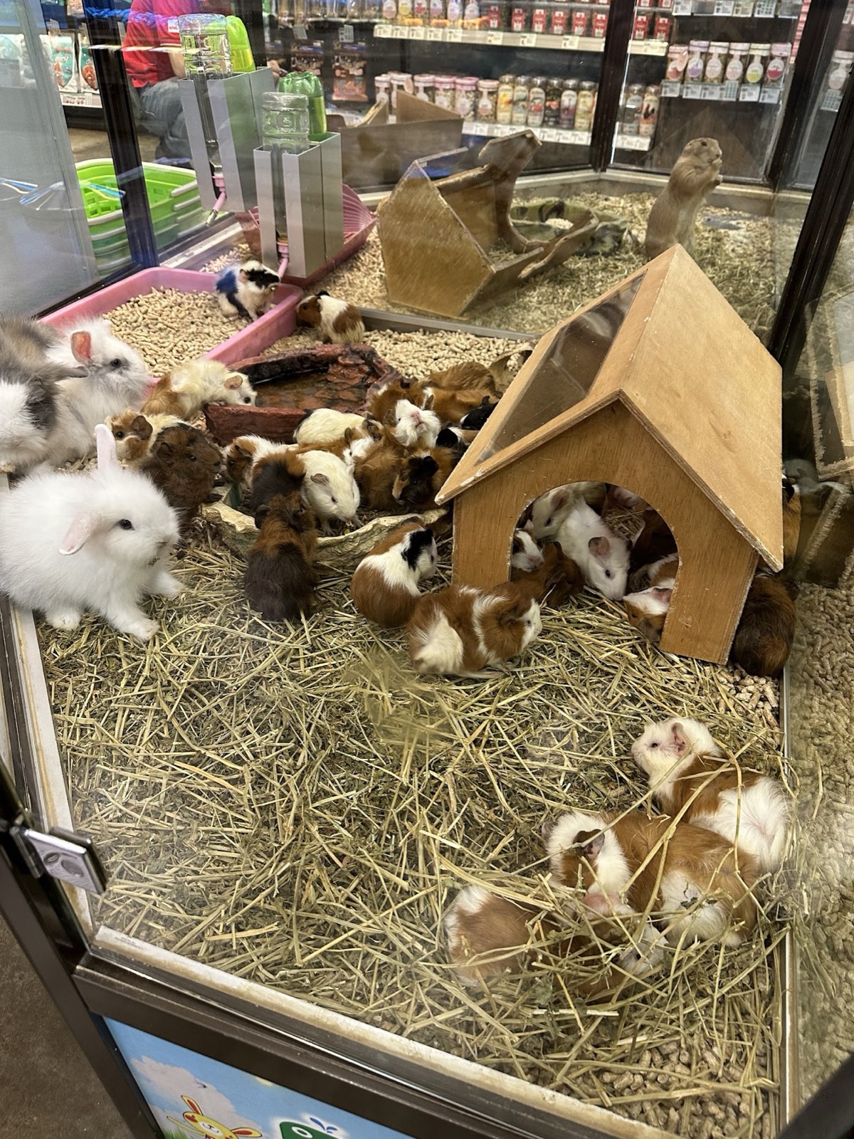 Guinea pigs and rabbits in a clean straw-lined enclosure